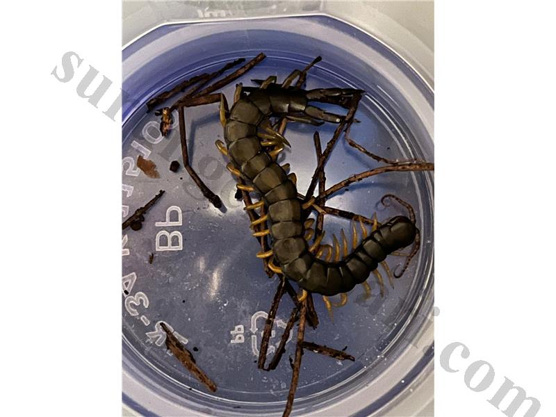 Satılık Sağlıklı Çiyan Güncel 